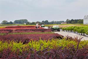 Landscape image of a nursery, Bedrijfsbeelden DeNolf
